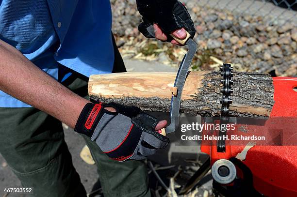 Dan West, an entomologist with the Colorado State Forest Service, uses a draw knife to peel bark off of local ash trees looking for the Emerald Ash...