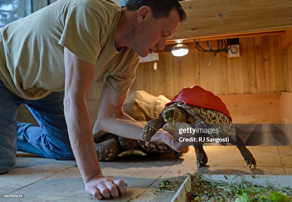 Tortoise prosthetic shell