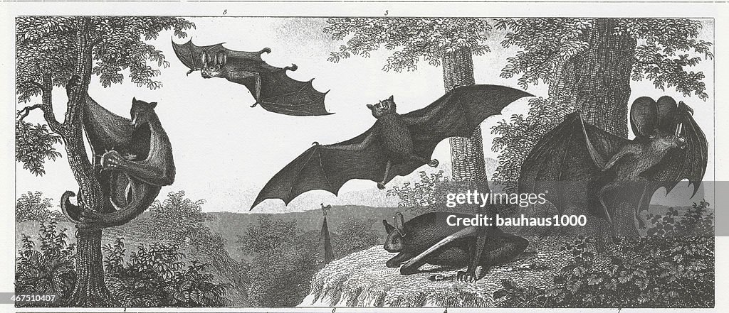 Bats Engraving