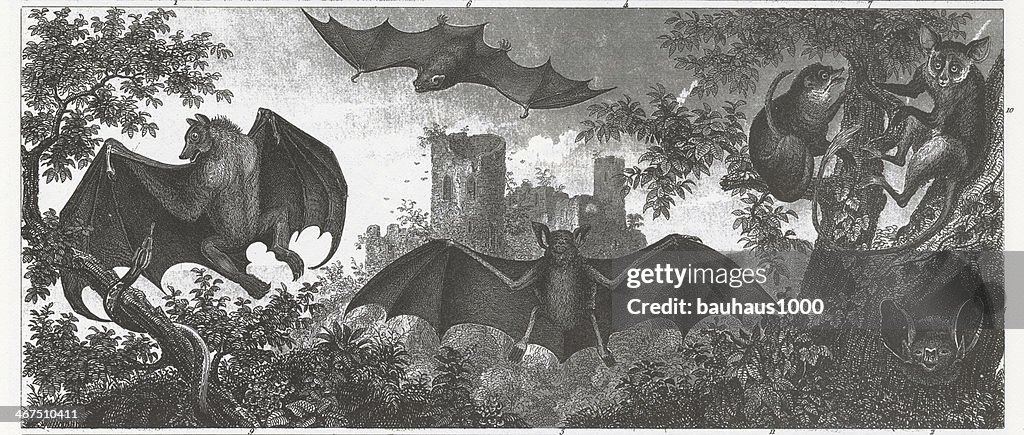 Bats Engraving