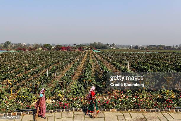 Workers walk along a path at Sula Vineyards, operated by Nashik Vintners Pvt., in the Nashik Valley, Maharashtra, India, on Tuesday, Feb. 4, 2014.The...