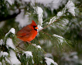 Male Cardinal in Pine Tree