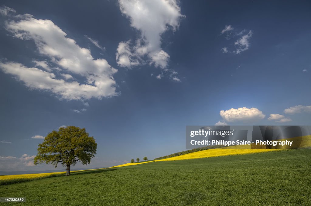 Swiss Landscape