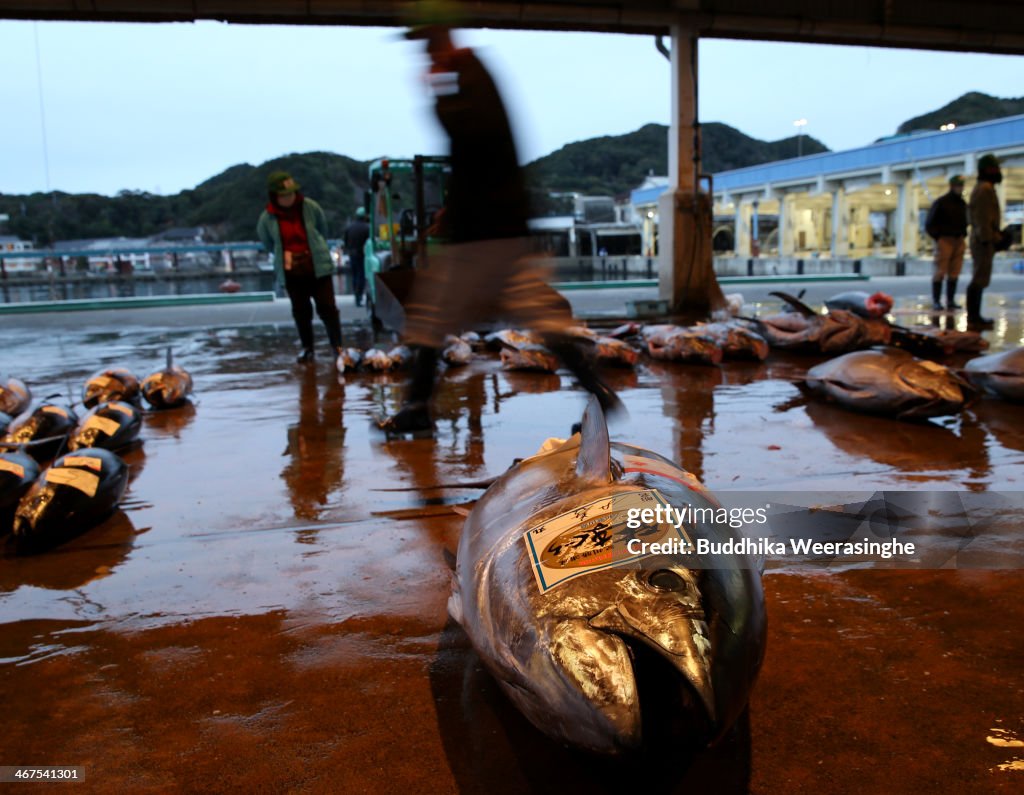 Daily Life at Nachikatsuura's Tsukiji Market