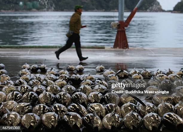 Buyer walks over the fresh Bluefin tuna at Kiikatuura fresh tuna market on February 7, 2014 in Nachikatsuura, Japan. Kiikatsuura fresh tuna market is...