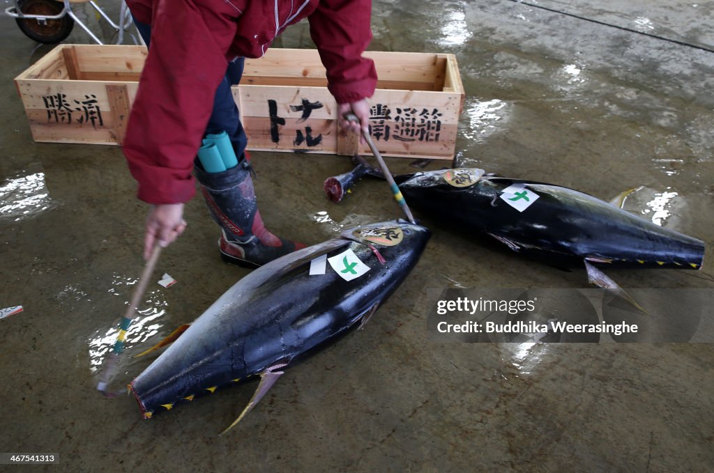 Daily Life at Nachikatsuura's Tsukiji Market