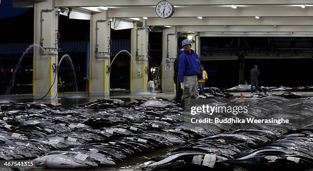 An employee arranges fresh tuna for auction at Kiikatuura fresh tuna market on February 7, 2014 in Nachikatsuura, Japan. Kiikatsuura fresh tuna...