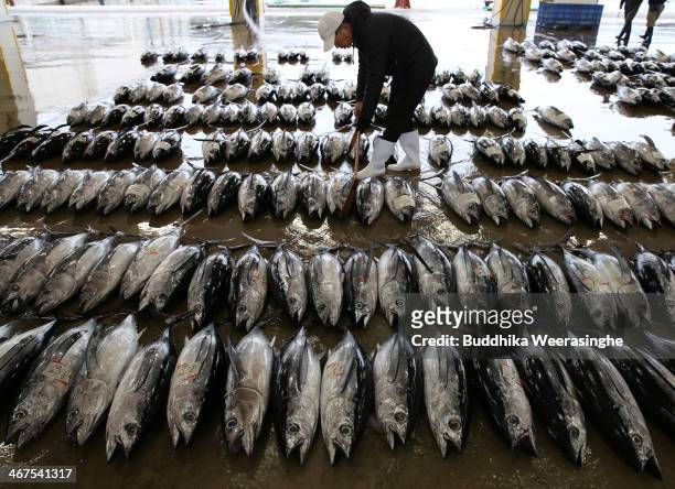 Buyer inspects the fresh Bluefin tuna at Kiikatuura fresh tuna market on February 7, 2014 in Nachikatsuura, Japan. Kiikatsuura fresh tuna market is...