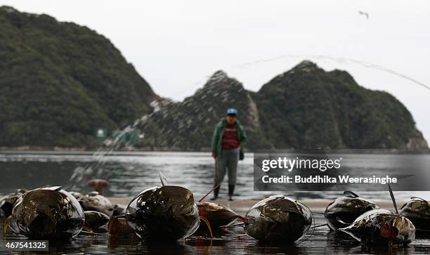 Buyer looks fresh tuna during the auction at Kiikatuura fresh tuna market on February 7, 2014 in Nachikatsuura, Japan. Kiikatsuura fresh tuna market...