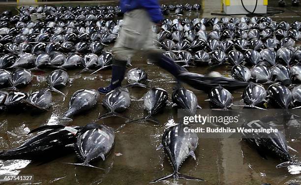 An employee walks through fresh tuna during the auction at Kiikatuura fresh tuna market on February 7, 2014 in Nachikatsuura, Japan. Kiikatsuura...