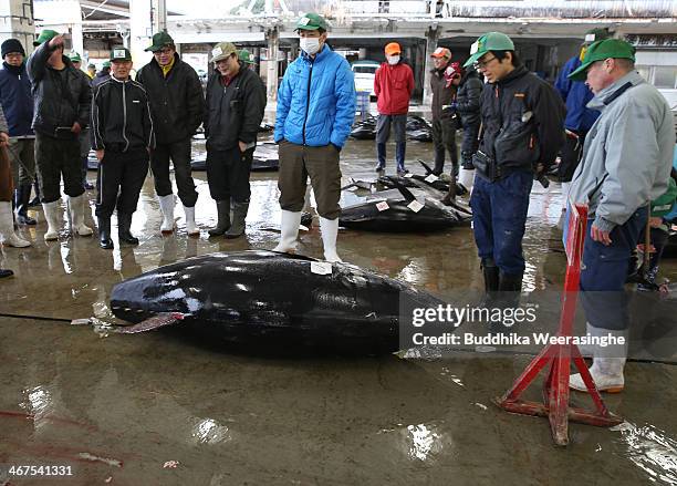 Buyers stand next to 301 kilograms weight fessh Bluefin tuna at Kiikatuura fresh tuna market on February 7, 2014 in Nachikatsuura, Japan. Kiikatsuura...