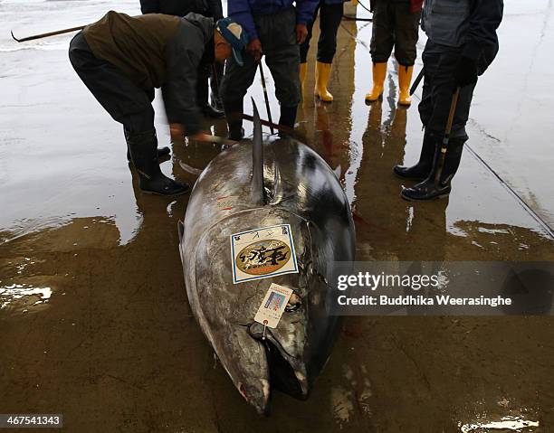 Buyers inspect the 301 kilograms weight fresh Bluefin tuna at Kiikatuura fresh tuna market on February 7, 2014 in Nachikatsuura, Japan. Kiikatsuura...