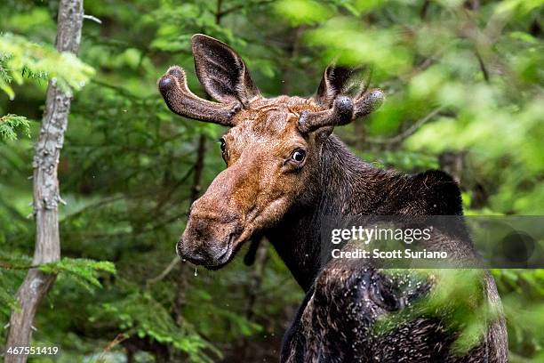 wild maine moose on the loose... - alce fotografías e imágenes de stock