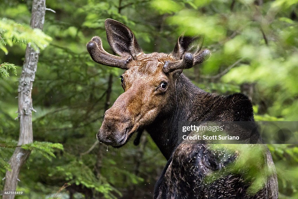 Wild Maine Moose on the Loose...