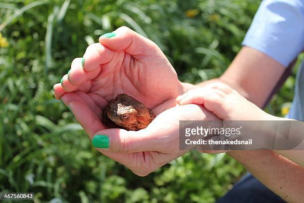 frog in hand - woman frog hand stock pictures, royalty-free photos & images