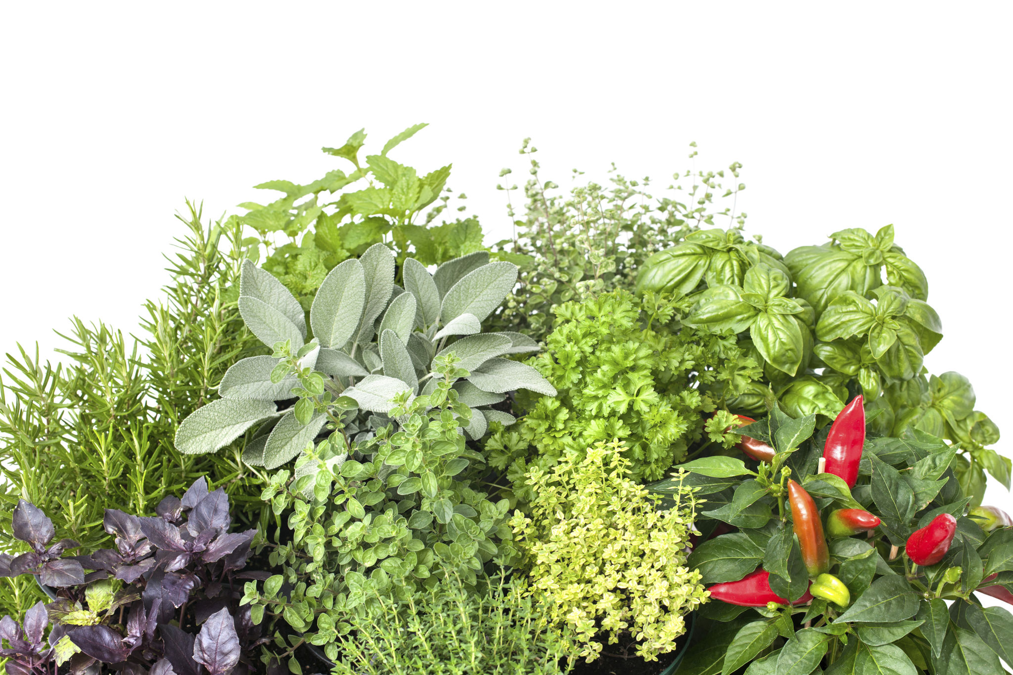 fresh herbs market