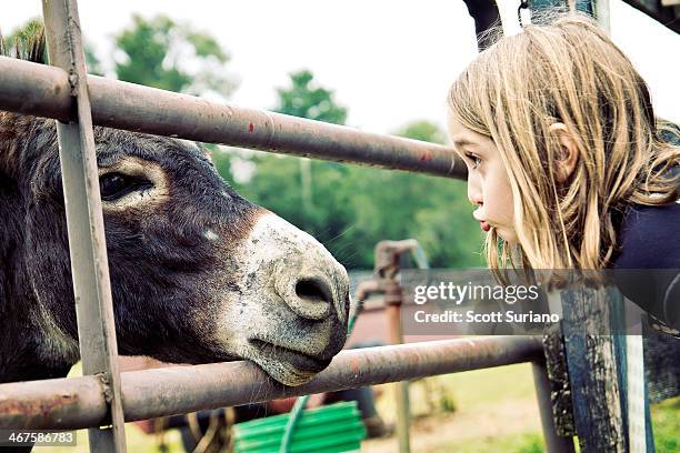 donkey see...donkey do... - ass six stock pictures, royalty-free photos & images