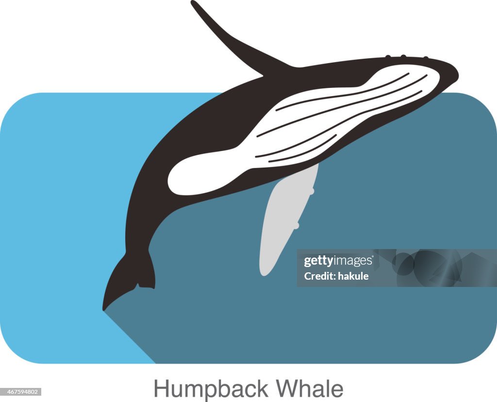 Humpback Whales jumping in the sea, animal flat icon