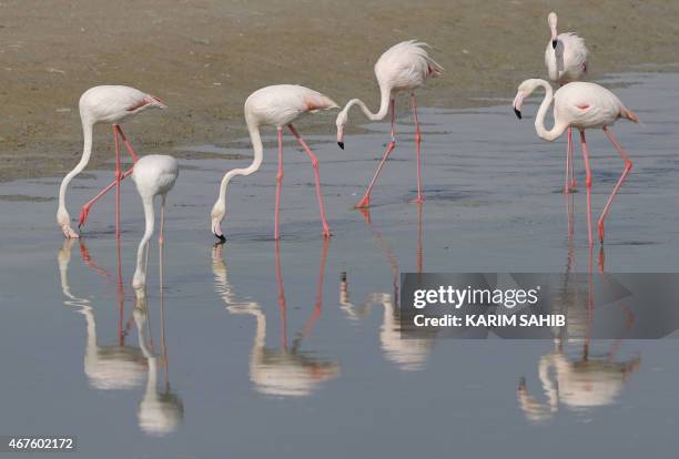 Pink flamingos stand in the water at the Ras al-Khor Wildlife Sanctuary on the outskirts of Dubai, in the United Arab Emirates, on March 26, 2015....