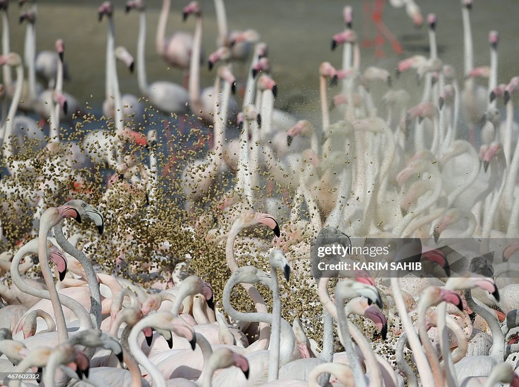 UAE-ANIMALS-DUBAI-FLAMINGOS