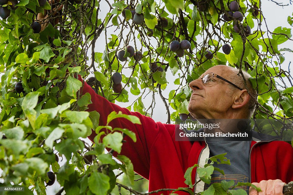 Senior picking plums from the tree