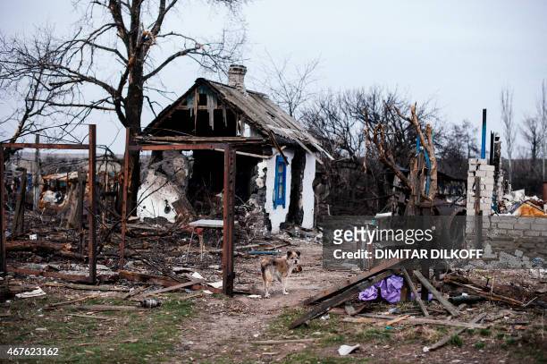 Picture taken on March 26 shows an abandoned dog in the village of Lohvynove near the eastern Ukrainian town of Debaltseve. The United States fears...