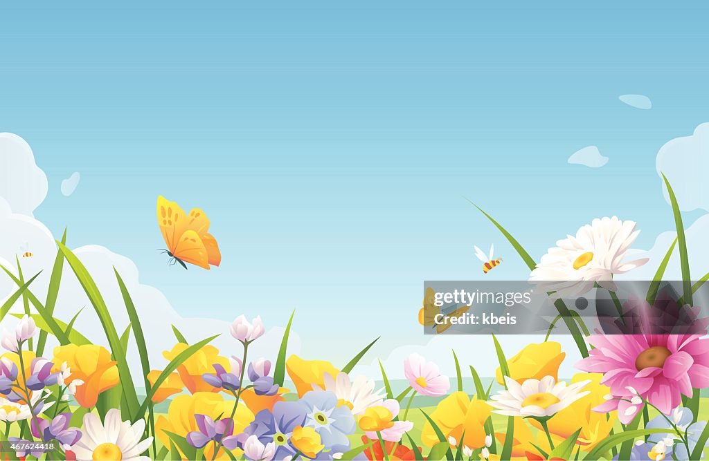 Summer Flowers On A Meadow