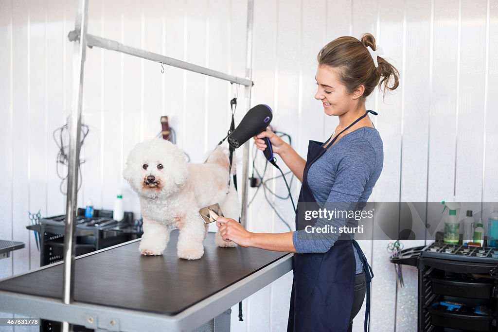 Weibliche Hund groomer Zähne ein bichon Frisé Hund