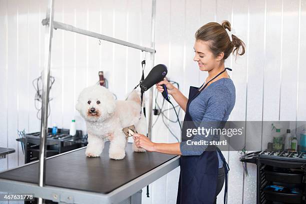 female dog groomer brushing a  bichon frise dog - groomer stock pictures, royalty-free photos & images