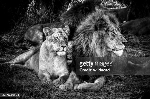 7,388 Black And White Lion Photos and Premium High Res Pictures - Getty  Images