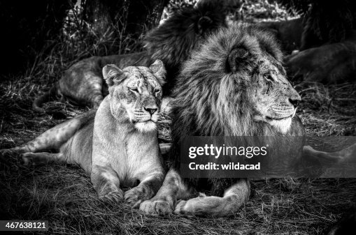 7,388 Black And White Lion Photos and Premium High Res Pictures - Getty Images 7,388 Black And White Lion Photos and Premium High Res Pictures - Getty Images