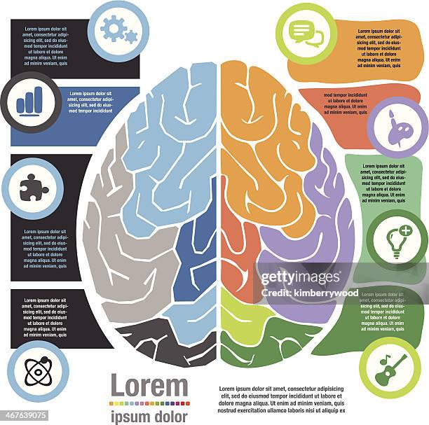 Left Hand Brain System Left Handed Brain Photos and Premium High Res Pictures - Getty Images