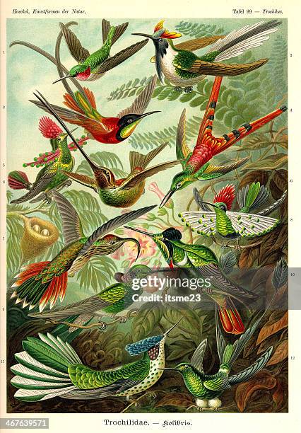 stockillustraties, clipart, cartoons en iconen met fauna kdn t099 trochilus - trochilidae - hummingbirds