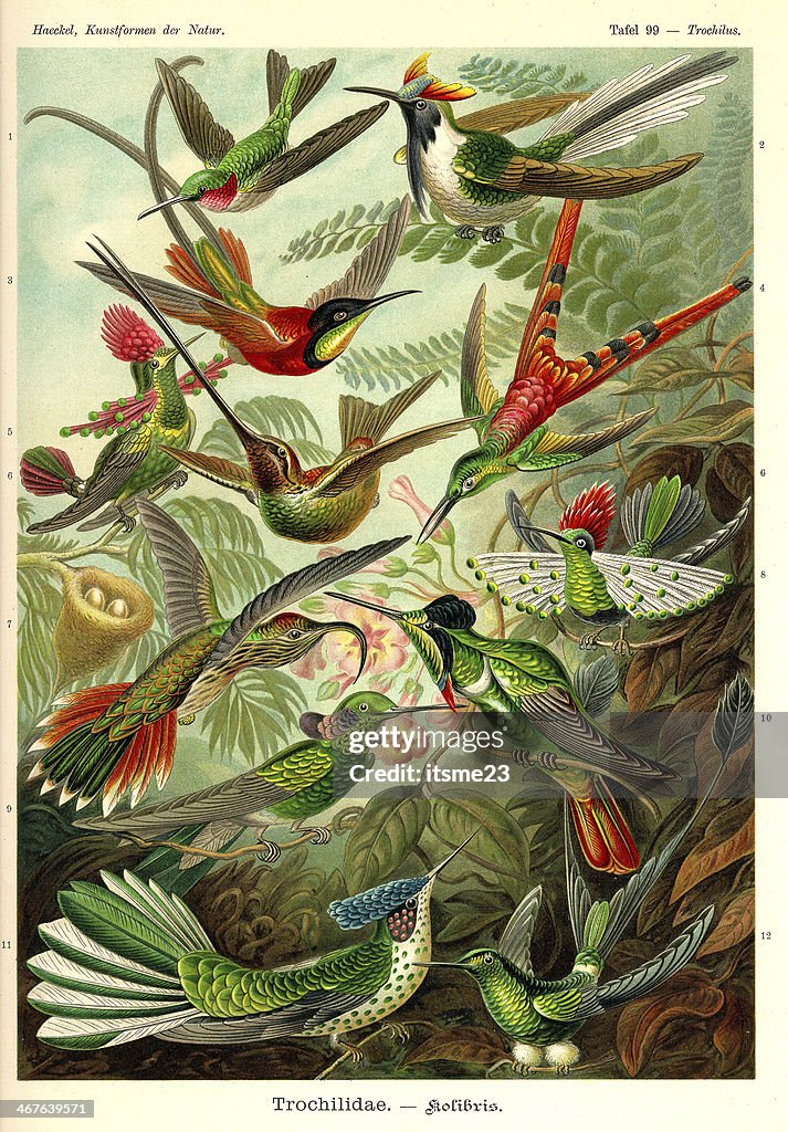 Fauna KdN t099 Trochilus - Trochilidae