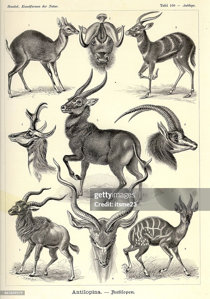 Fauna KdN t100 Antelope - Antelope