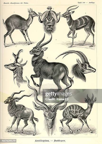 fauna kdn t100 antelope - antelope - pronghorn antelope stock illustrations