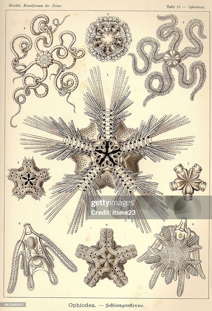 Fauna KdN t010 Ophiothrix - Ophiodea