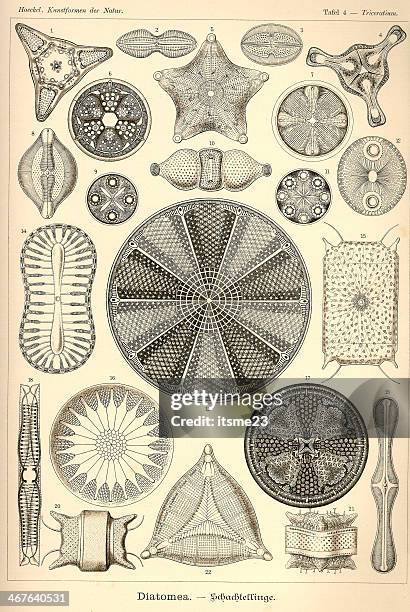 fauna kdn t004 triceratium - diatomea - diatom stock illustrations