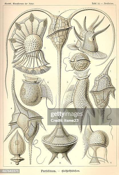 fauna kdn t014 peridinium - peridinea - dinoflagellate stock illustrations