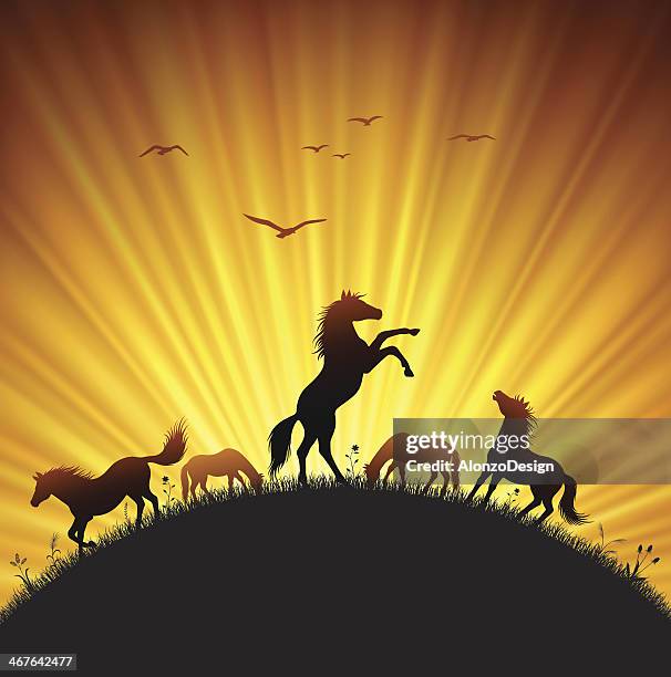 rearing horse in field - horses grazing stock illustrations