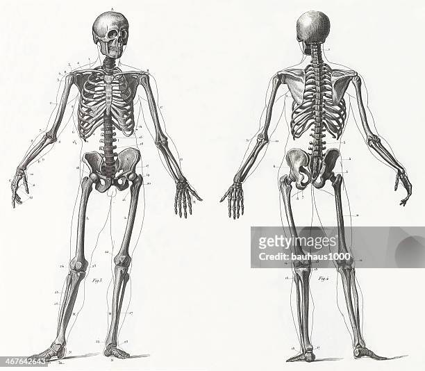 engraving: human skeleton - diagram of the human body stock illustrations