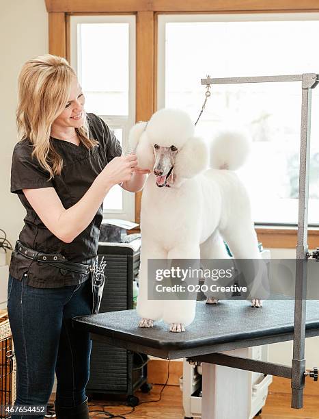 professional dog groomer in a pet salon - standard poodle stock pictures, royalty-free photos & images