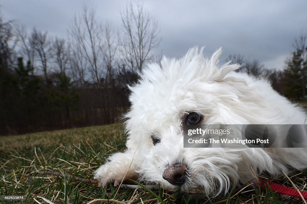 Yuki, dog of Jennifer Ujimori - Alexandria, VA