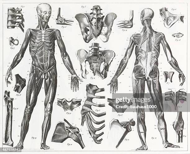 human muscles and ligaments engraving - human bone drawing stock illustrations