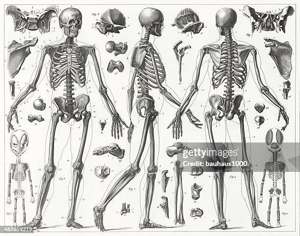 human skeleton engraving - human skeletal system stock illustrations