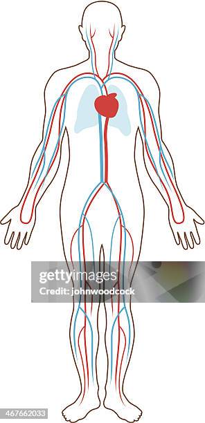 bildbanksillustrationer, clip art samt tecknat material och ikoner med blood supply illustration - blood flow