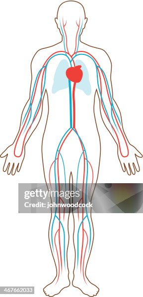 Blood supply illustration Blood supply illustration
