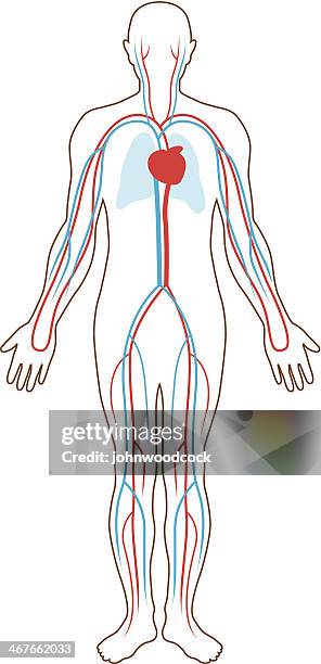 blood supply illustration - cardiovascular system 幅插畫檔、美工圖案、卡通及圖標