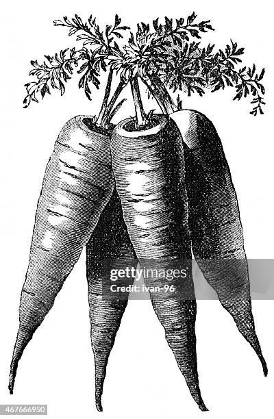 bunch of carrot - carrots stock illustrations