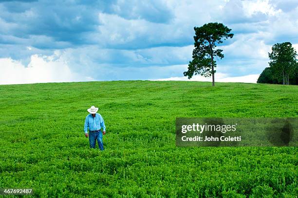 136 Florida Rancher Stock Photos, High-Res Pictures, and Images - Getty ...